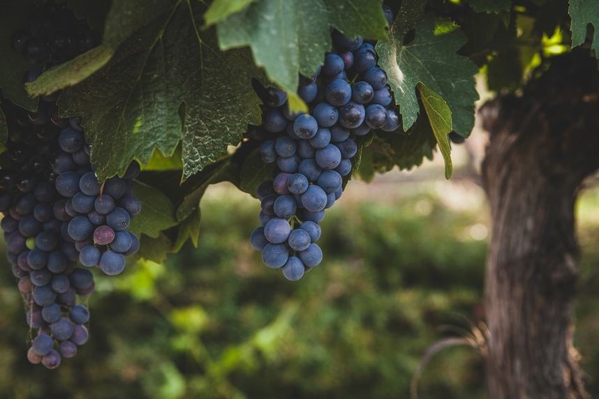 Produccin mundial de vino de Shiraz